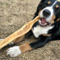 Preview: Entlebucher Sennenhund kaut genüsslich seine Rinderkopfhautstange im Liegen