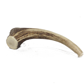 Bild zeigt ein Hirschgeweihstück rund mit ca. 130 - 180 Gramm der Größe L lose liegend.